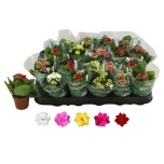 Kalanchoe Kalanhoe double rosalina mixed 6cm