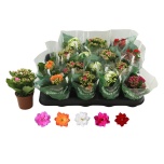 Kalanchoe Kalanhoe double rosalina mix 5 colours 7cm