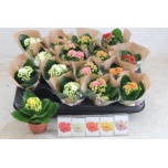 Kalanchoe blossfeldiana double rosalina mixed 5 colours 7cm