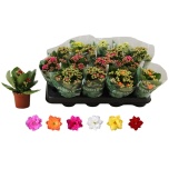 Kalanchoe blossfeldiana double rosalina mixed 7cm