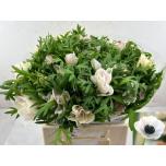 Anemone Co Mis + White Pink 45cm