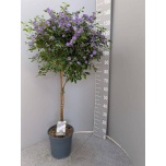 Solanum Jasmiin-maavits rantonnetii other 27cm