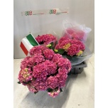 Hydrangea Hortensia macr Early Rosa 19cm