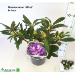 Rhododendron other mix 22cm