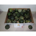 Cucurbita Kõrvits ov