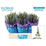 Veronica Smart Diana Onver 60cm