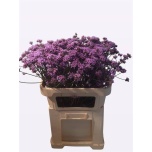 Verbena Raudürt ov 70cm