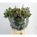 Eucalyptus Populus grain 45cm