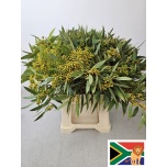 Eucalyptus Populus Grain 50cm