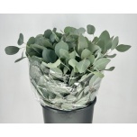 Eucalyptus Populus 50cm