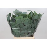 Eucalyptus Populus Grain 50cm