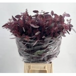 Eucalyptus Populus Grain Red 60cm (pk)