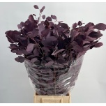 Eucalyptus Populus paint 65cm (pk)