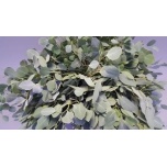 Eucalyptus Populus Grain Red 70cm (pk)