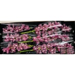 Cymbidium Tsümbiidium Fireglow 60cm