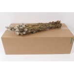 Dried papaver natural 50cm (pk)