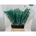 Lagurus paint 55cm