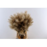 Silk panicle grass coffee p stem (tk)