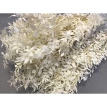 Dried Ruscus paint Yellow (tk)	