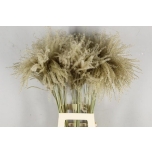 Dried Miscanthus Natural 90cm (tk)