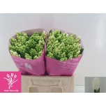 Hyacinthus Hüatsint Top White