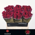 Roos 60cm Red Naomi