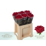 Roos 60cm Red Naomi Porta Nova