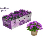 Campanula Kellukas port porto 11cm