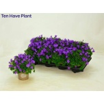 Campanula Kellukas port porto 11cm