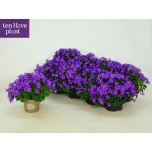 Campanula Kellukas port porto 11cm