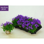Campanula Kellukas port porto 11cm