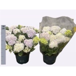 Hydrangea macr ankong 23cm