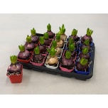 Hyacinthus Hüatsint 4 colour mix 7cm