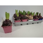Hyacinthus Hüatsint 4 colour mix 7cm