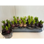 Hyacinthus Hüatsint Pearl mix 4 col 12cm