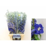 Delphinium Kukekannus Blue Shades 80cm
