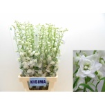 Delphinium Kukekannus White Shades 70cm