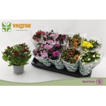 Chrysanthemum indi mix 8 colours 12cm