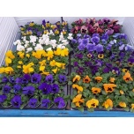 Viola Võõrasema delta mix 9cm