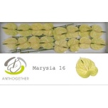 Anthurium Flamingolill Marysia