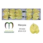 Anthurium Flamingolill Marysia