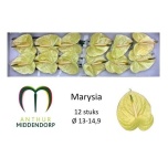 Anthurium Flamingolill Marysia