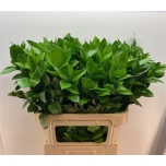 Ruscus hypophyllum 80cm (pk)