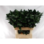 Ruscus hypophyllum 80cm (pk)
