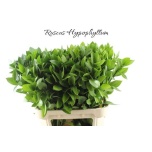 Ruscus hypophyllum 80cm (pk)