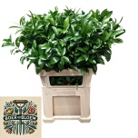 Ruscus hypophyllum 80cm (pk)