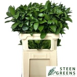 Ruscus hypophyllum 80cm (pk)