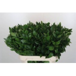 Ruscus hypophyllum 80cm (pk)