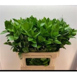 Ruscus hypophyllum 80cm (pk)