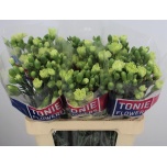 Dianthus Kobarnelk Royal Green*10